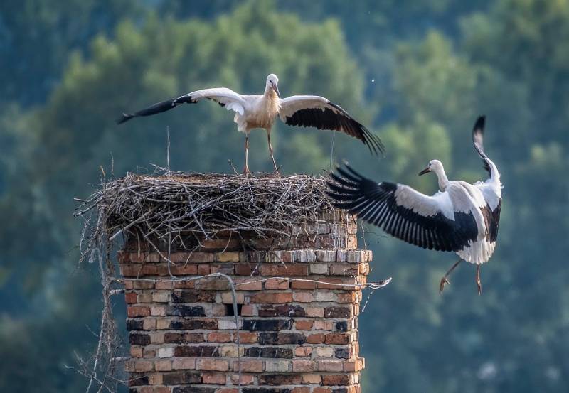 Professional Chimney Animal Removal Services in Brookline, Massachusetts