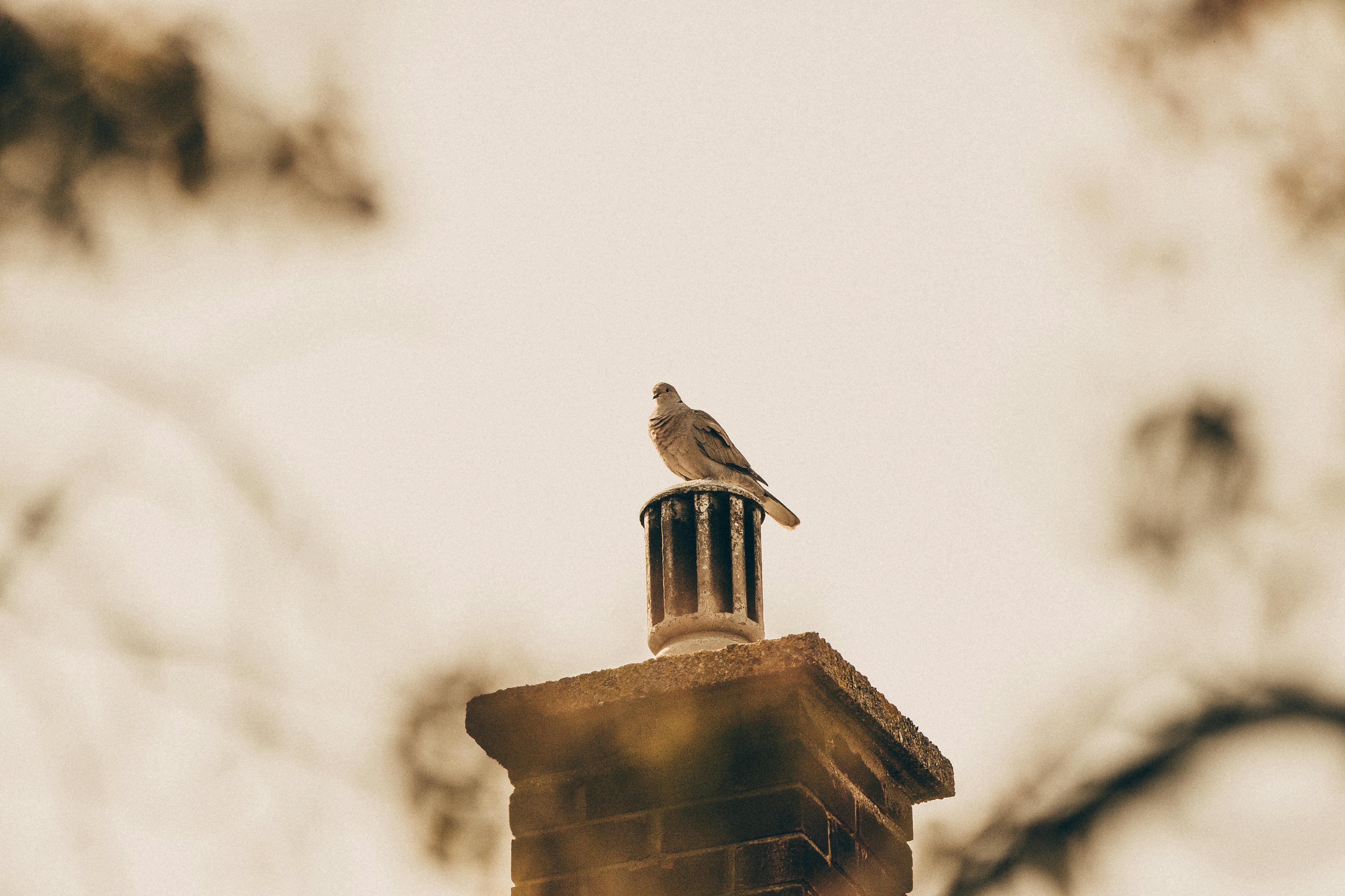 Expert Chimney Cap Installation in Brookline, Massachusetts